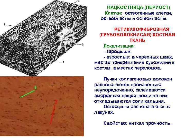 НАДКОСТНИЦА (ПЕРИОСТ) Клетки: остеогенные клетки, остеобласты и остеокласты. РЕТИКУЛОФИБРОЗНАЯ (ГРУБОВОЛОКНИСАЯ) КОСТНАЯ ТКАНЬ Локализация: -