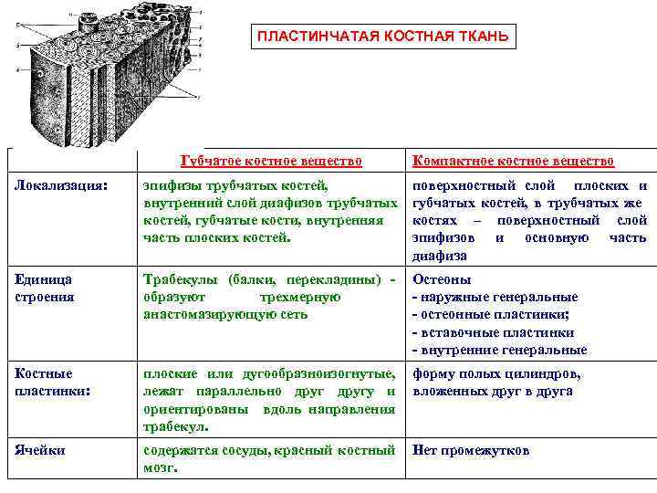 ПЛАСТИНЧАТАЯ КОСТНАЯ ТКАНЬ Губчатое костное вещество Компактное костное вещество Локализация: эпифизы трубчатых костей, внутренний