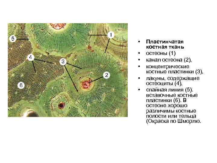  • • • Пластинчатая костная ткань остеоны (1) канал остеона (2), концентрические костные