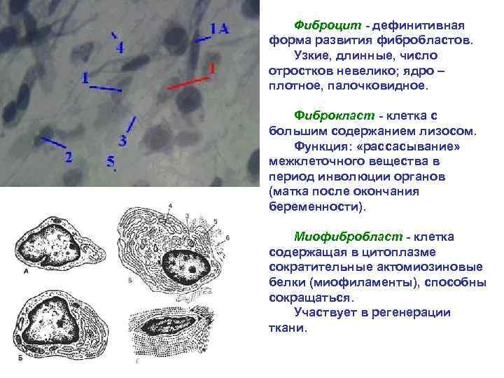 Фиброцит - дефинитивная форма развития фибробластов. Узкие, длинные, число отростков невелико; ядро – плотное,