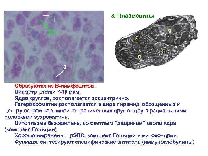 3. Плазмоциты Образуются из В-лимфоцитов. Диаметр клетки 7 -10 мкм. Ядро круглое, располагается эксцентрично.
