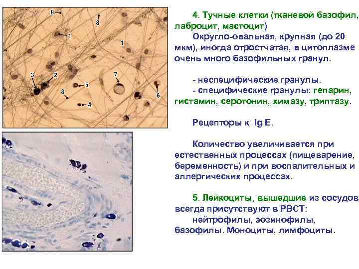 Плотная неоформленная соединительная ткань фото