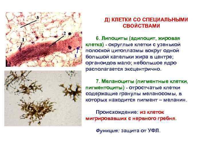 Д) КЛЕТКИ СО СПЕЦИАЛЬНЫМИ СВОЙСТВАМИ 6. Липоциты (адипоцит, жировая клетка) - округлые клетки с