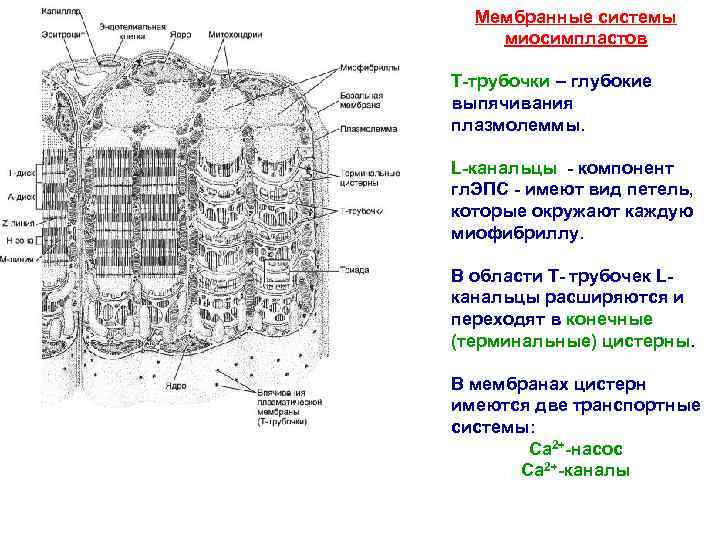 Мембранные системы миосимпластов Т-трубочки – глубокие выпячивания плазмолеммы. L-канальцы - компонент гл. ЭПС -