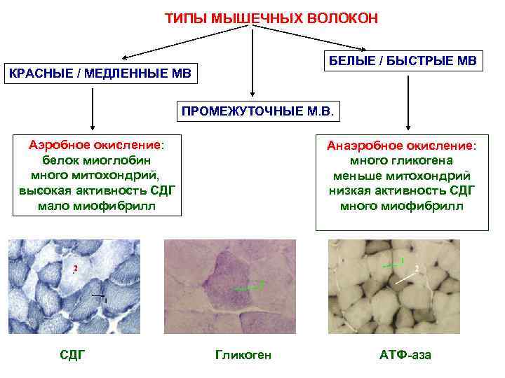 ТИПЫ МЫШЕЧНЫХ ВОЛОКОН БЕЛЫЕ / БЫСТРЫЕ МВ КРАСНЫЕ / МЕДЛЕННЫЕ МВ ПРОМЕЖУТОЧНЫЕ М. В.
