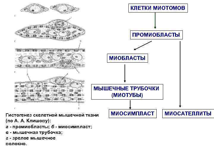 КЛЕТКИ МИОТОМОВ ПРОМИОБЛАСТЫ МЫШЕЧНЫЕ ТРУБОЧКИ (МИОТУБЫ) Гистогенез скелетной мышечной ткани (по А. А. Клишову):