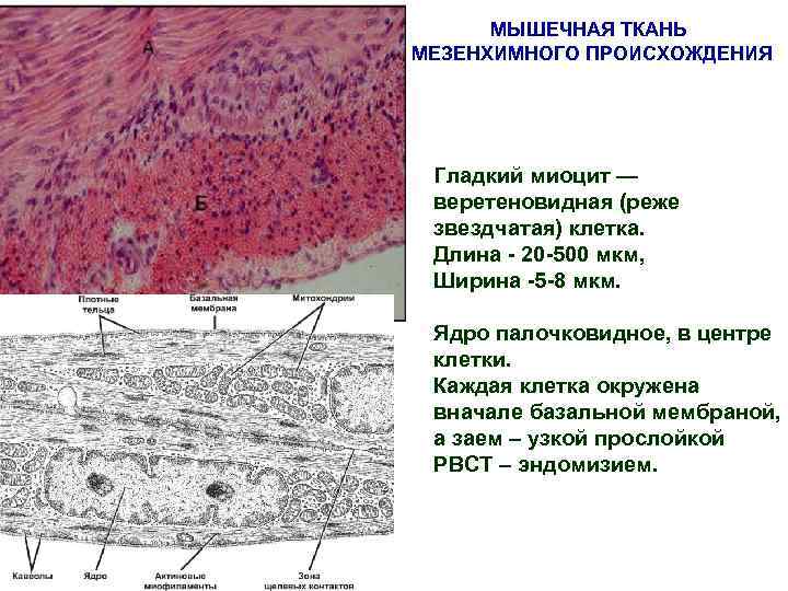 Какими буквами обозначены изображения гладкой мышечной ткани впр по биологии