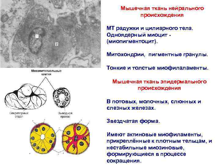 Мышечная ткань нейрального происхождения МТ радужки и цилиарного тела. Одноядерный миоцит - (миопигментоцит). Митохондрии,