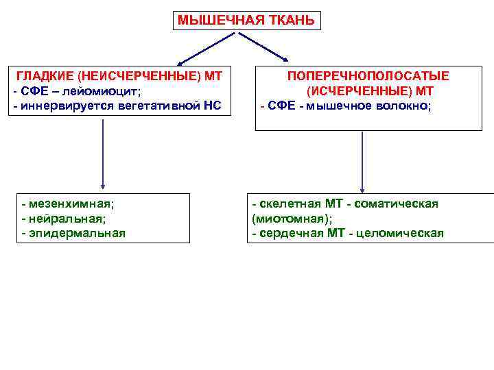 МЫШЕЧНАЯ ТКАНЬ ГЛАДКИЕ (НЕИСЧЕРЧЕННЫЕ) МТ - СФЕ – лейомиоцит; - иннервируется вегетативной НС -