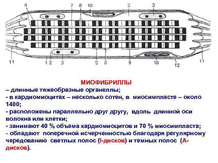 МИОФИБРИЛЛЫ – длинные тяжеобразные органеллы; - в кардиомиоцитах – несколько сотен, в миосимпласте –