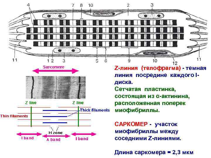 Z-линия (телофрагма) - темная линия посредине каждого Iдиска. Сетчатая пластинка, состоящая из α-актинина, расположенная