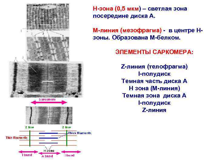 Н-зона (0, 5 мкм) – светлая зона посередине диска А. М-линия (мезофрагма) - в