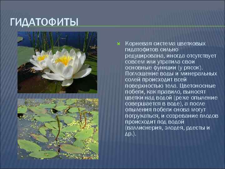 ГИДАТОФИТЫ Корневая система цветковых гидатофитов сильно редуцирована, иногда отсутствует совсем или утратила свои основные