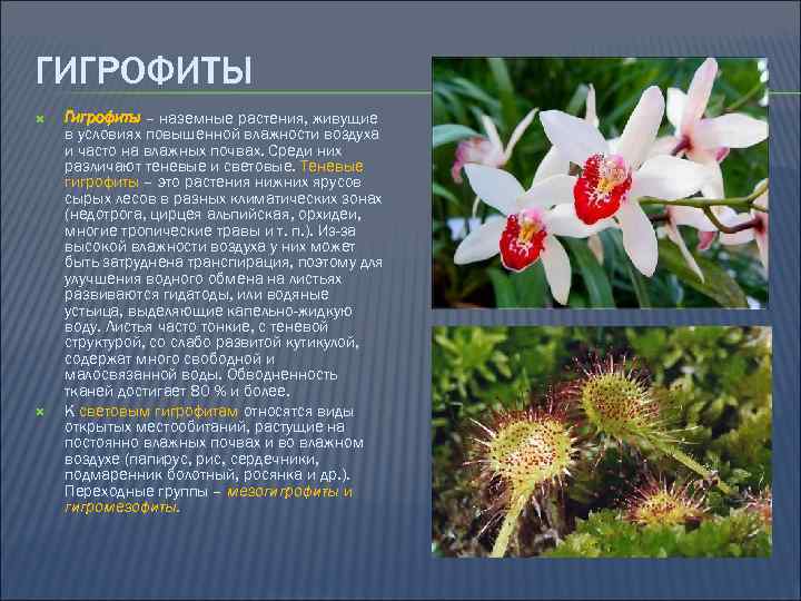 ГИГРОФИТЫ Гигрофиты – наземные растения, живущие в условиях повышенной влажности воздуха и часто на