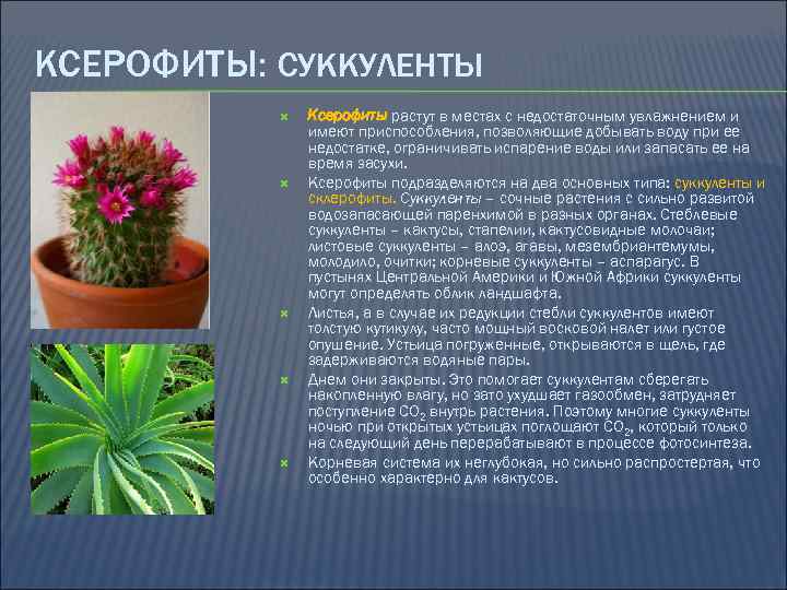КСЕРОФИТЫ: СУККУЛЕНТЫ Ксерофиты растут в местах с недостаточным увлажнением и имеют приспособления, позволяющие добывать