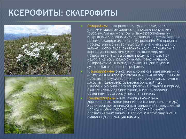 КСЕРОФИТЫ: СКЛЕРОФИТЫ Склерофиты – это растения, сухие на вид, часто с узкими и мелкими