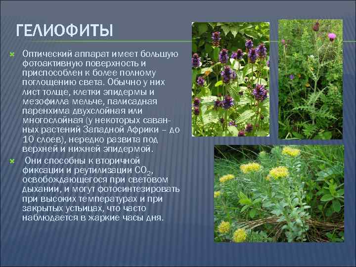 ГЕЛИОФИТЫ Оптический аппарат имеет большую фотоактивную поверхность и приспособлен к более полному поглощению света.