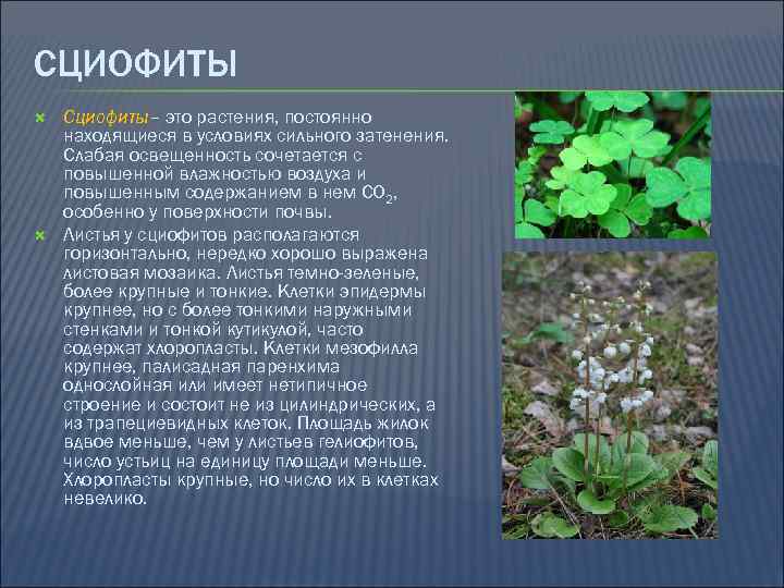 СЦИОФИТЫ Сциофиты– это растения, постоянно находящиеся в условиях сильного затенения. Слабая освещенность сочетается с