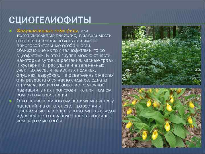 СЦИОГЕЛИОФИТЫ Факультативные гелиофиты, или теневыносливые растения, в зависимости от степени теневыносливости имеют приспособительные особенности,