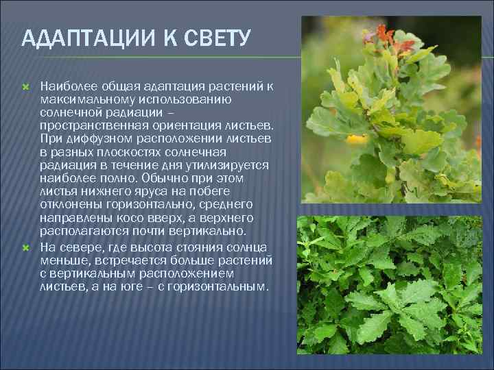 АДАПТАЦИИ К СВЕТУ Наиболее общая адаптация растений к максимальному использованию солнечной радиации – пространственная