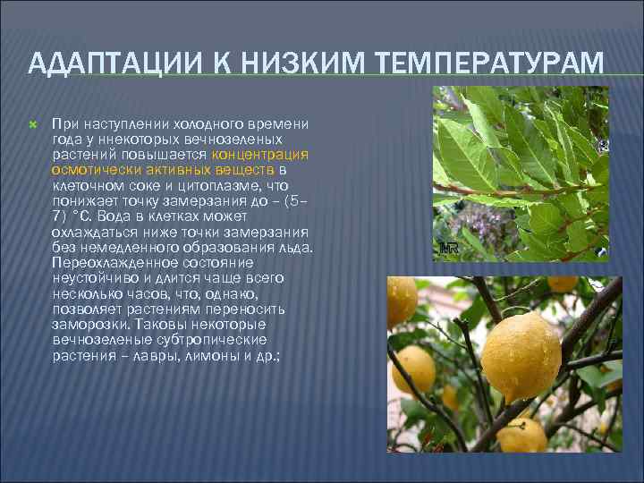 АДАПТАЦИИ К НИЗКИМ ТЕМПЕРАТУРАМ При наступлении холодного времени года у ннекоторых вечнозеленых растений повышается