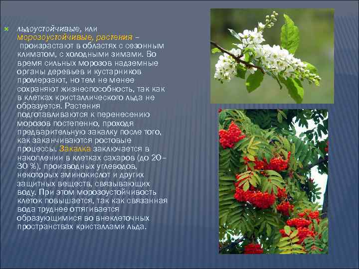  льдоустойчивые, или морозоустойчивые, растения – произрастают в областях с сезонным климатом, с холодными