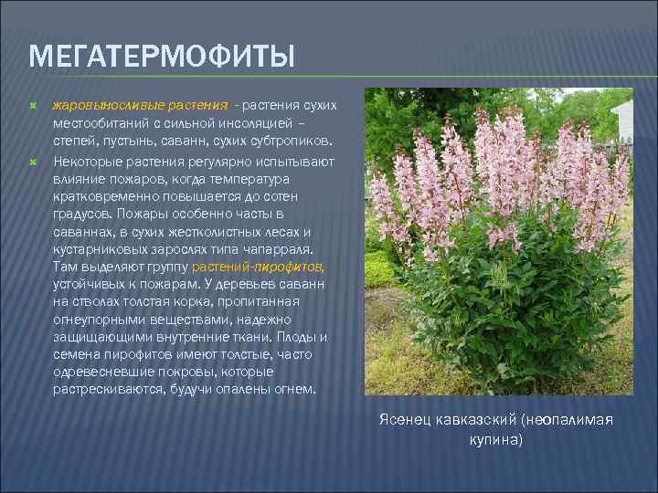 МЕГАТЕРМОФИТЫ жаровыносливые растения - растения сухих местообитаний с сильной инсоляцией – степей, пустынь, саванн,