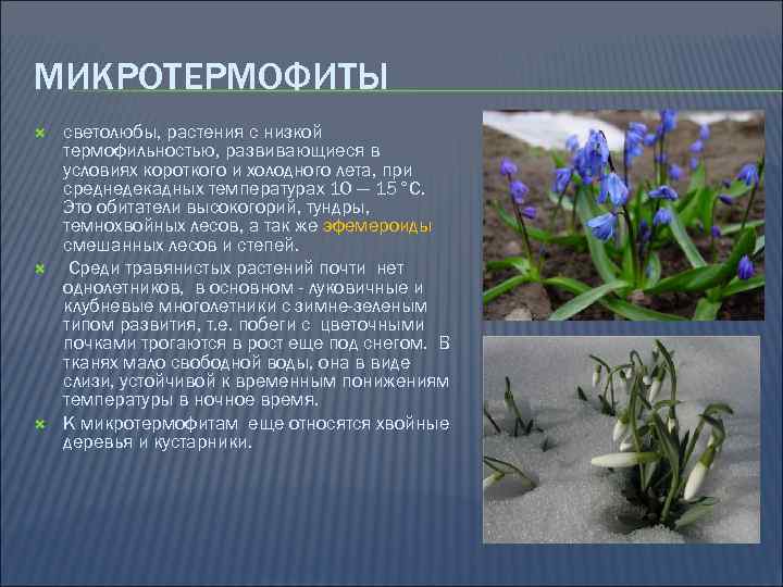 МИКРОТЕРМОФИТЫ светолюбы, растения с низкой термофильностью, развивающиеся в условиях короткого и холодного лета, при