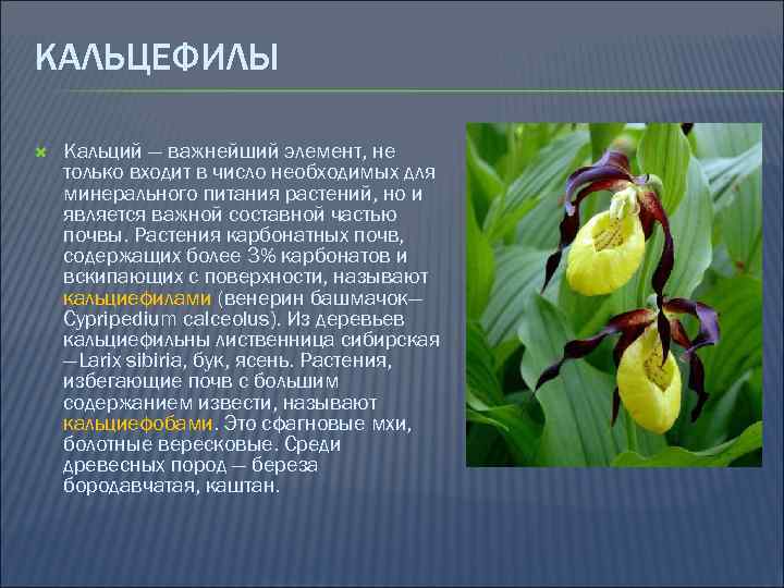 КАЛЬЦЕФИЛЫ Кальций — важнейший элемент, не только входит в число необходимых для минерального питания