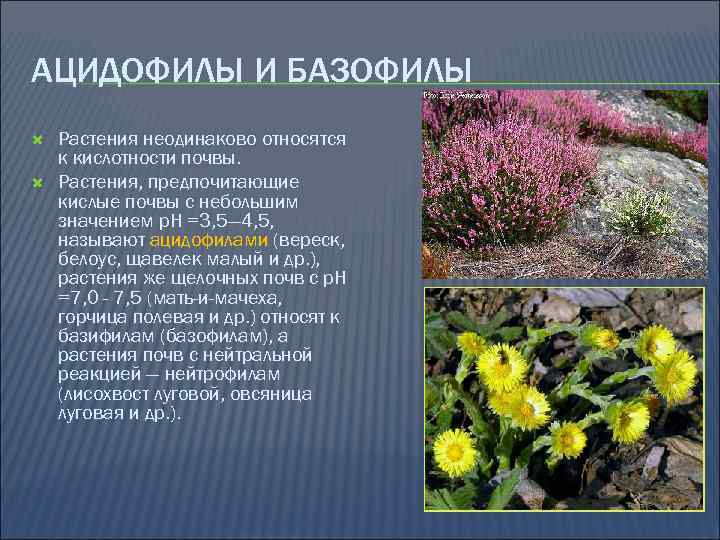 АЦИДОФИЛЫ И БАЗОФИЛЫ Растения неодинаково относятся к кислотности почвы. Растения, предпочитающие кислые почвы с