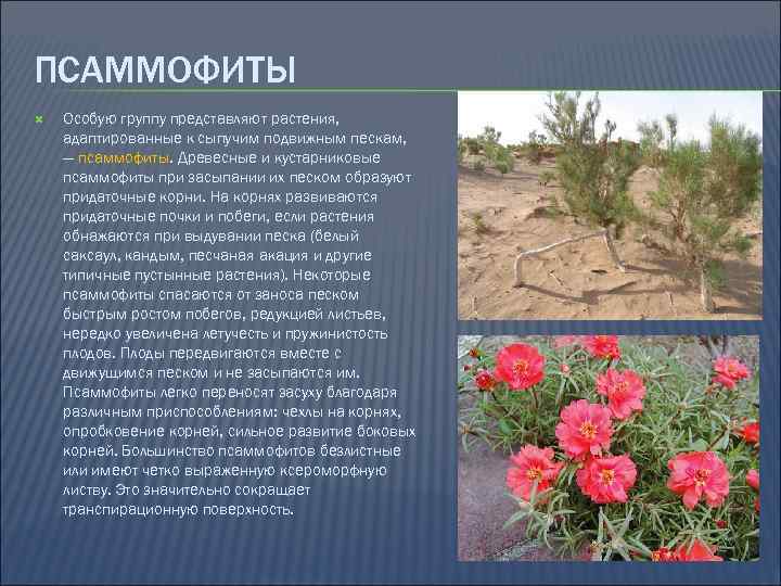 ПСАММОФИТЫ Особую группу представляют растения, адаптированные к сыпучим подвижным пескам, — псаммофиты. Древесные и