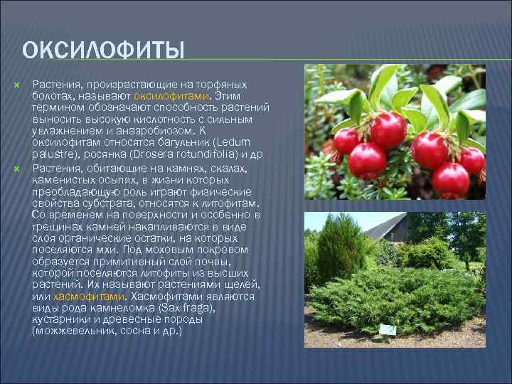 ОКСИЛОФИТЫ Растения, произрастающие на торфяных болотах, называют оксилофитами. Этим термином обозначают способность растений выносить