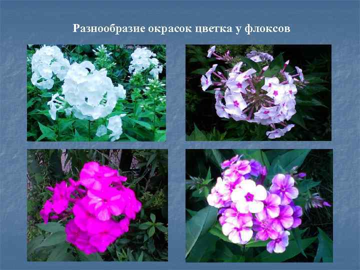 Разнообразие окрасок цветка у флоксов 