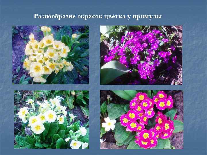 Разнообразие окрасок цветка у примулы 