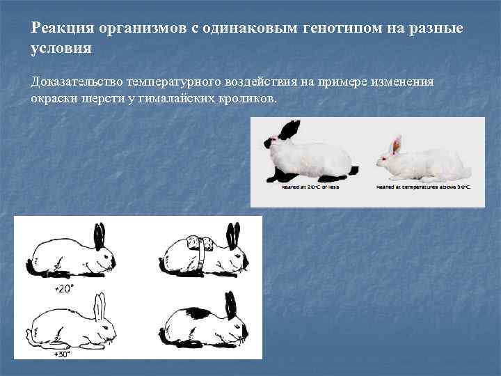 Реакция организмов с одинаковым генотипом на разные условия Доказательство температурного воздействия на примере изменения