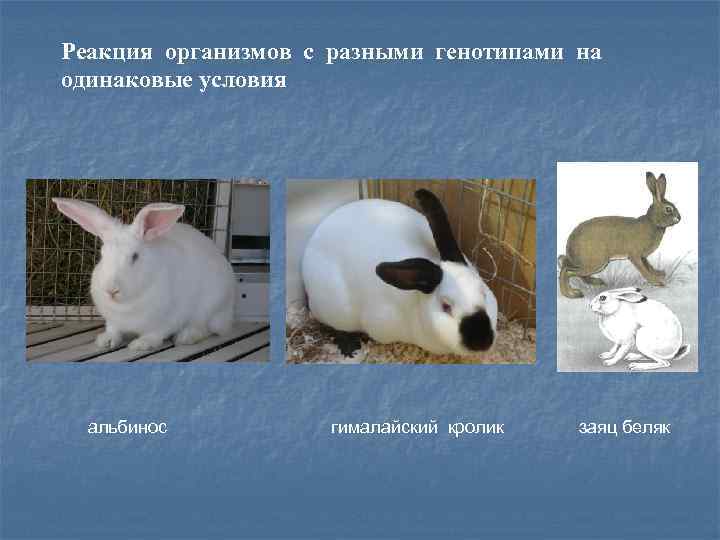 Реакция организмов с разными генотипами на одинаковые условия альбинос гималайский кролик заяц беляк 