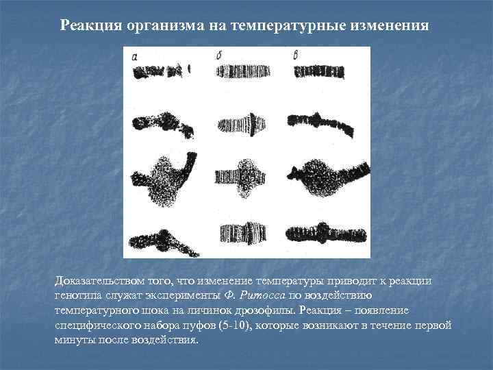Реакция организма на температурные изменения Доказательством того, что изменение температуры приводит к реакции генотипа