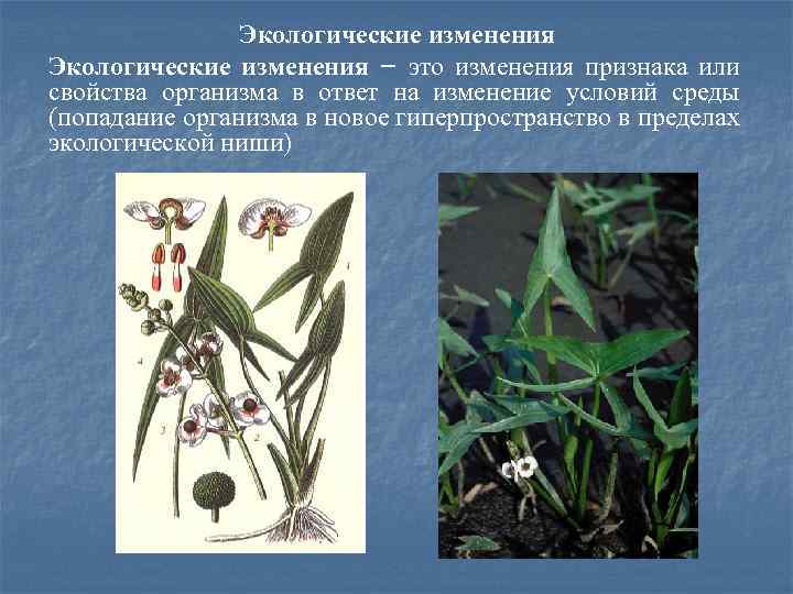 Экологические изменения – это изменения признака или свойства организма в ответ на изменение условий