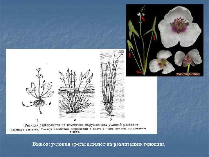 Вывод: условия среды влияют на реализацию генотипа 