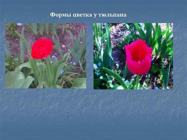 Формы цветка у тюльпана 