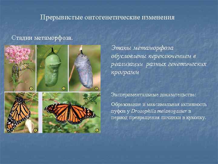 Прерывистые онтогенетические изменения Стадии метаморфоза. Этапы метаморфоза обусловлены переключением в реализации разных генетических программ