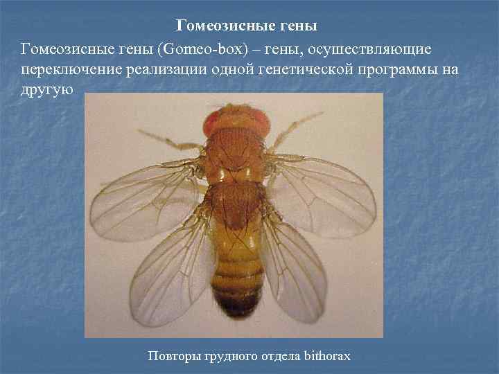 Гомеозисные гены (Gomeo-box) – гены, осушествляющие переключение реализации одной генетической программы на другую Повторы