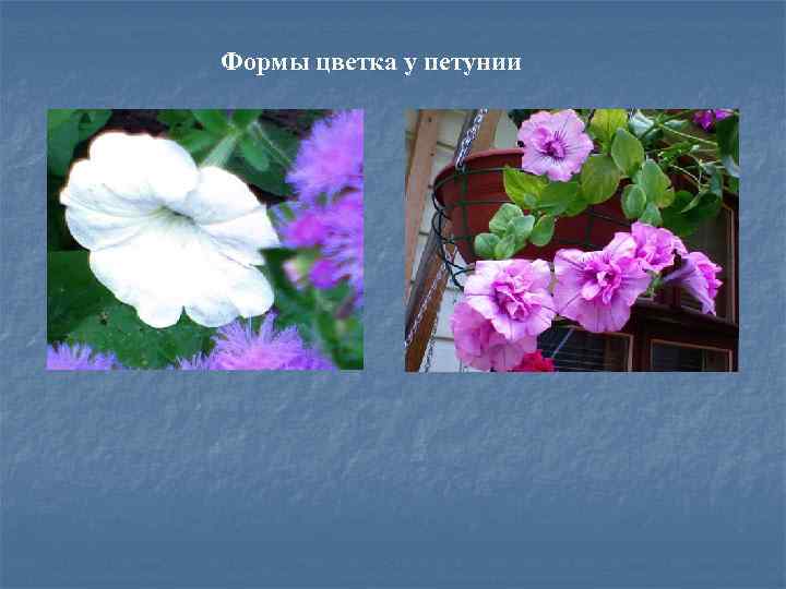 Формы цветка у петунии 