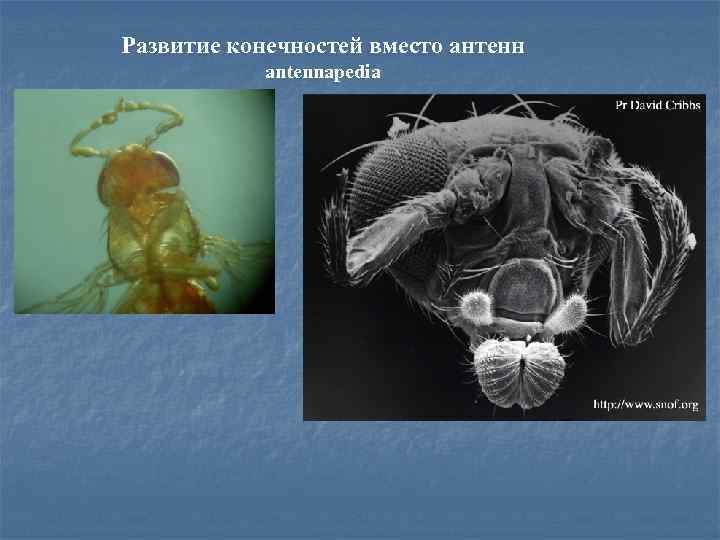 Развитие конечностей вместо антенн аntennapedia 