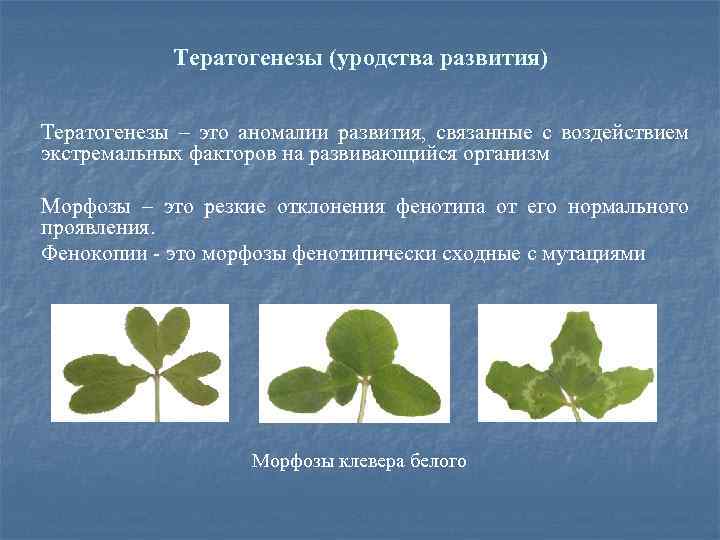 Тератогенезы (уродства развития) Тератогенезы – это аномалии развития, связанные с воздействием экстремальных факторов на
