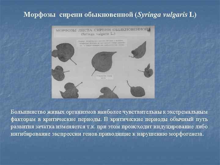 Морфозы сирени обыкновенной (Sуringa vulgaris L) Большинство живых организмов наиболее чувствительны к экстремальным факторам