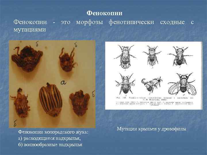 Фенокопии - это морфозы фенотипически сходные с мутациями Фенокопии колорадского жука: а) расходящиеся надкрылья,