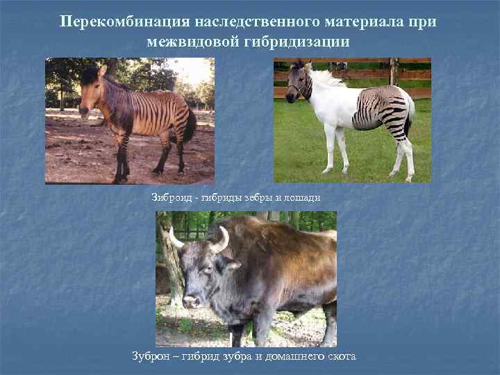Перекомбинация наследственного материала при межвидовой гибридизации Зиброид - гибриды зебры и лошади Зуброн –