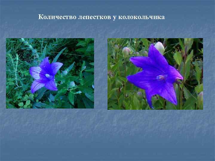 Количество лепестков у колокольчика 