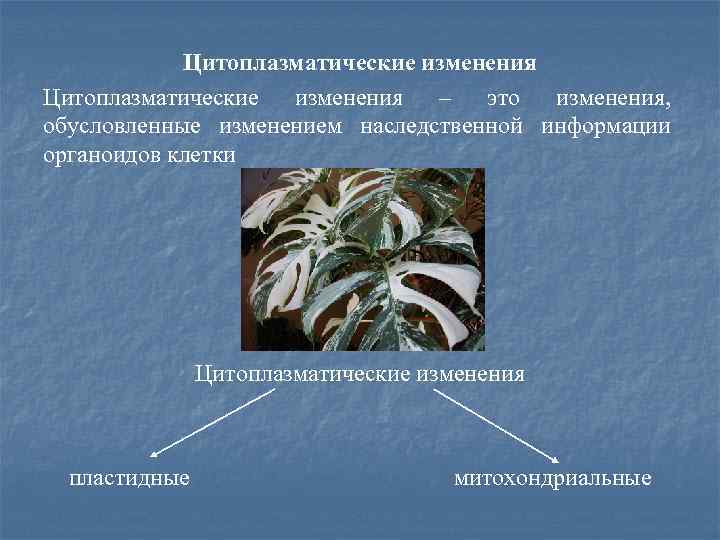 Цитоплазматические изменения – это изменения, обусловленные изменением наследственной информации органоидов клетки Цитоплазматические изменения пластидные